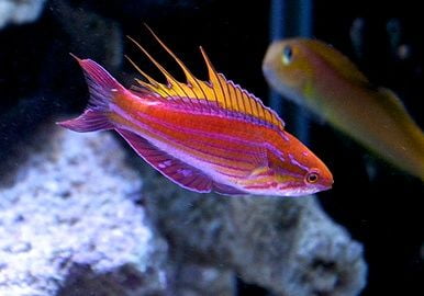 Carpenter's Flasher Wrasse