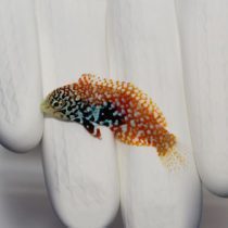 Blue Star Leopard Wrasse
