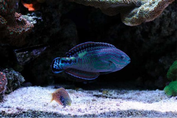 راس لئوپارت ستاره ای آبی نر