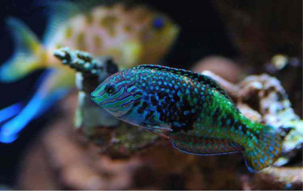 راس لئوپارت ستاره ای آبی