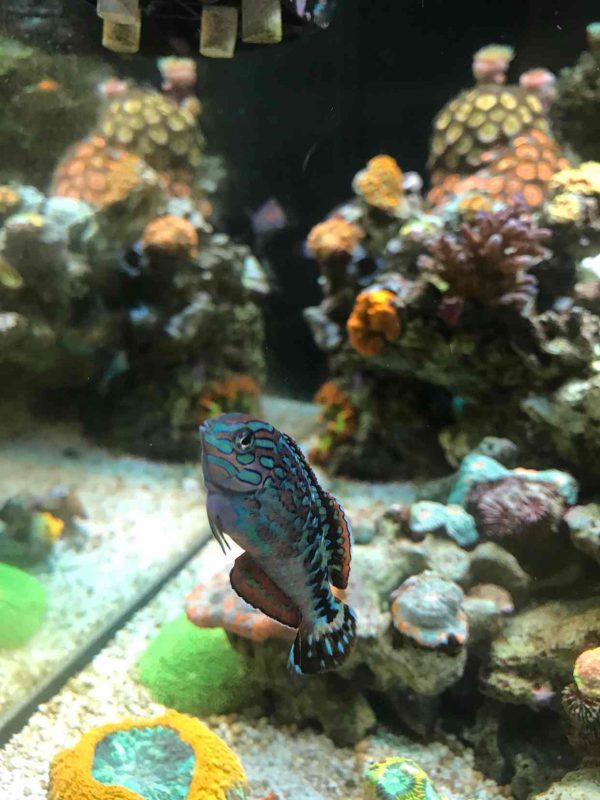 راس لئوپارت ستاره ای آبی