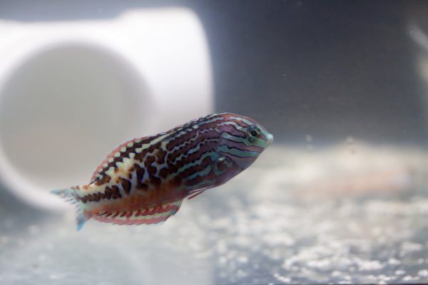 راس لئوپارت ستاره ای آبی