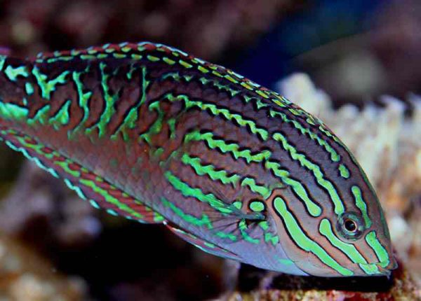 راس لئوپارت ستاره ای آبی