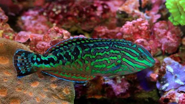 راس لئوپارت ستاره ای آبی