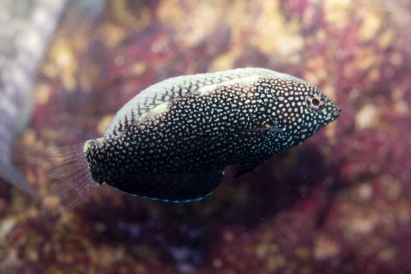 راس لئوپارد سیاه