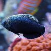 Black Leopard Wrasse