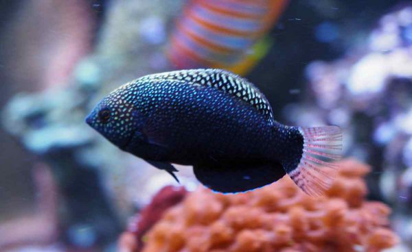 Black Leopard Wrasse