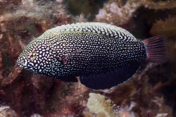 راس لئوپارد سیاه