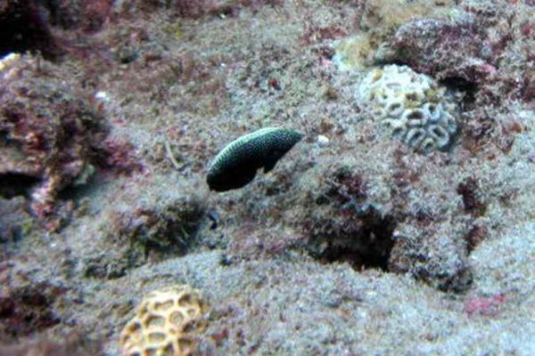 Black Leopard Wrasse