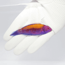 راس ماهی فرشته پشت نارنجی نر