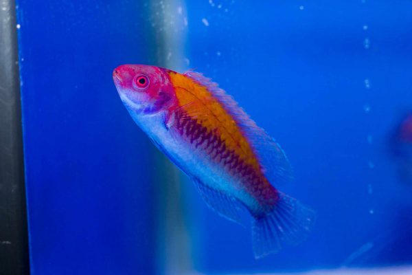 Orange-Back Fairy Wrasse