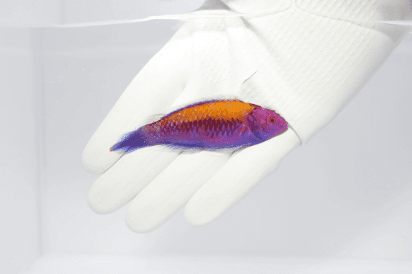 راس ماهی فرشته پشت نارنجی نر