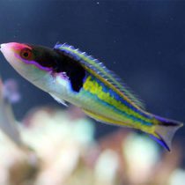 Royal Pencil Wrasse