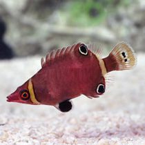 Yellow Banded Possum Wrasse