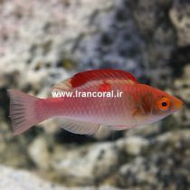Red Finned Fairy Wrasse