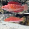 Red Finned Fairy Wrasse
