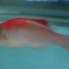 Red Finned Fairy Wrasse