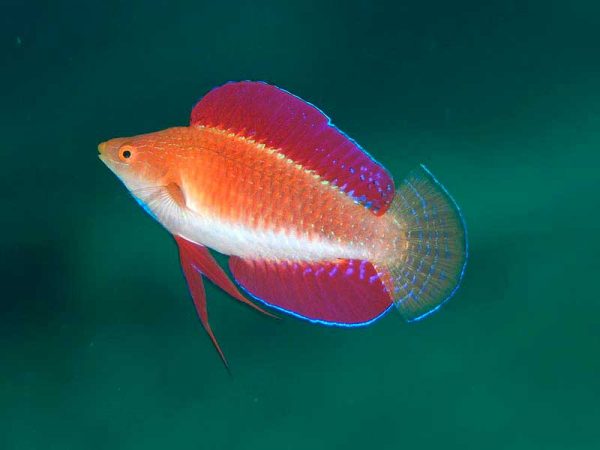 راس پری باله قرمز نر