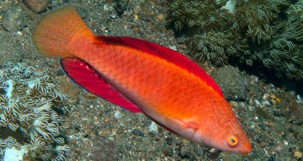 راس پری باله قرمز نر