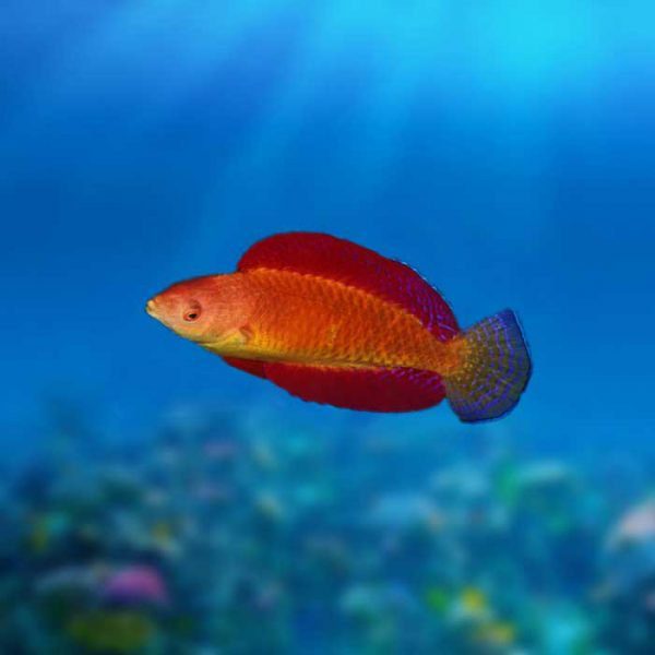 راس پری باله قرمز نر