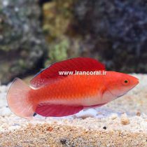 راس پری باله قرمز