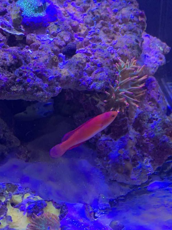 راس پری باله قرمز