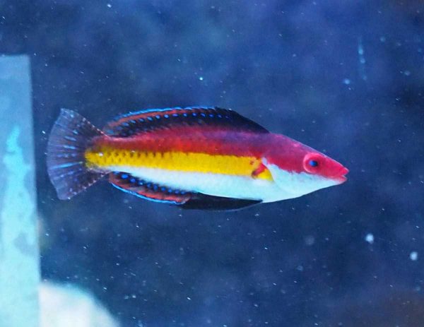 راس پری خط زرد