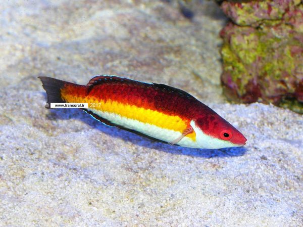 راس پری خط زرد