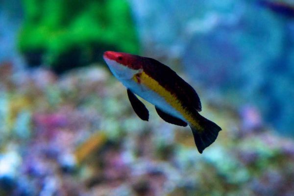 راس پری خط زرد