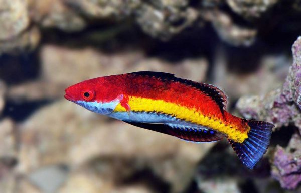 راس پری خط زرد