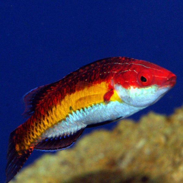 راس پری خط زرد