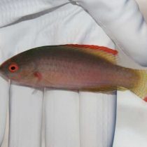 Red Margin Fairy Wrasse