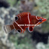 White Banded Possum Wrasse