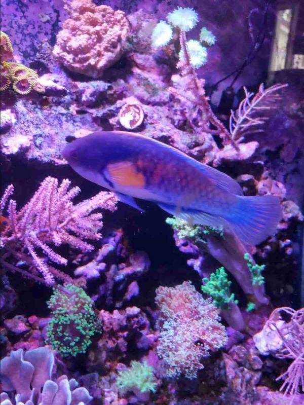 Yellow-Flanked Fairy Wrasse
