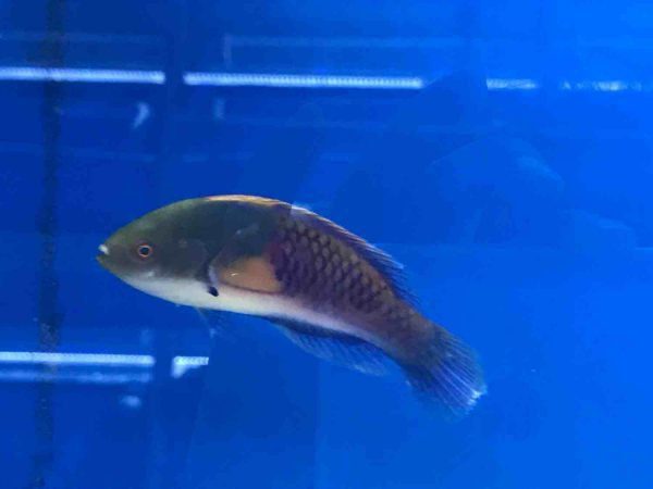 Yellow-Flanked Fairy Wrasse