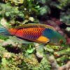 Yellow-Flanked Fairy Wrasse