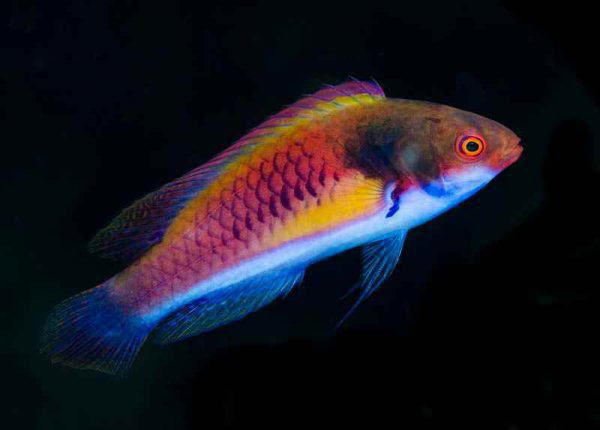 Yellow-Flanked Fairy Wrasse