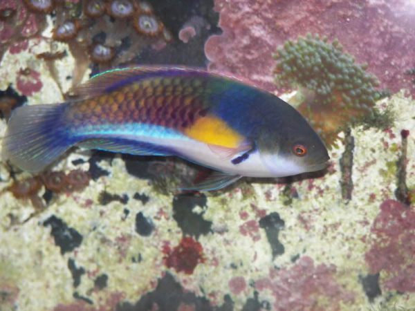 Yellow-Flanked Fairy Wrasse