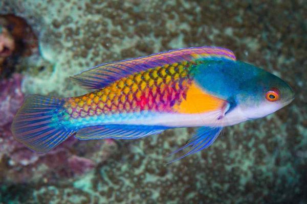 Yellow-Flanked Fairy Wrasse