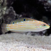 Adorned Wrasse
