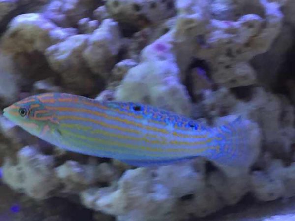 Adorned Wrasse