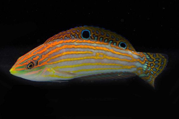 Adorned Wrasse