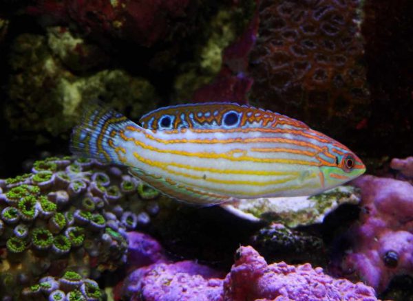 Adorned Wrasse