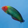 Red-Head Wrasse