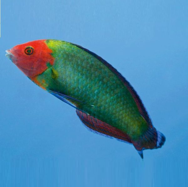 Red-Head Wrasse