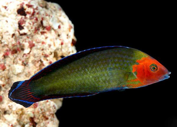 Red-Head Wrasse