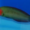 Red-Head Wrasse