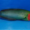 Red-Head Wrasse