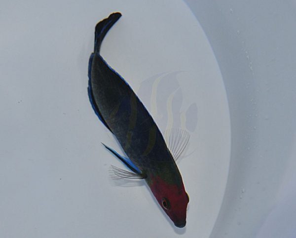 Red-Head Wrasse
