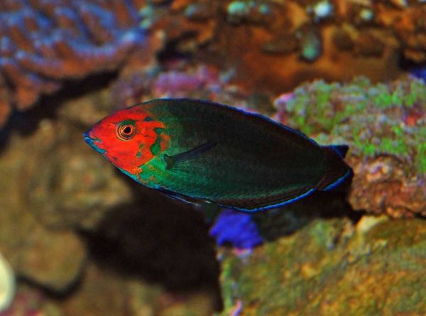 Red-Head Wrasse